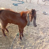 پاچن|حیوانات مزرعه|کاروان, |دیوار
