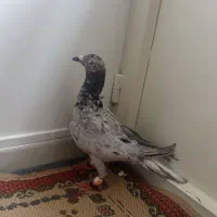 کفتر به شرط پرش