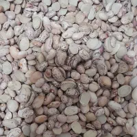 لوبیاچیتی و قرمز (شکسته)