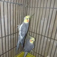 طوطی عروس