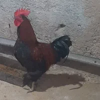 فروش خروس رسمی جوان
