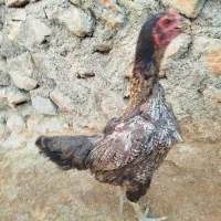 مرغ لاری
