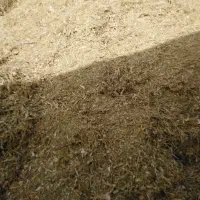 کاه لوبیا گتوند
