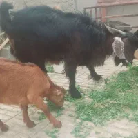 پاچن