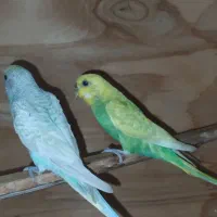 ۲ عدد مرغ عشق. معامله هم میکنم باپرنده دیگر