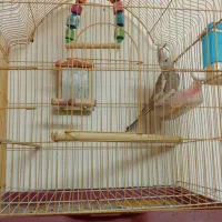 پرنده عروس هلندی