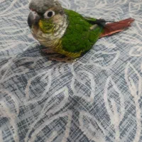 پرنده گرینجیک
