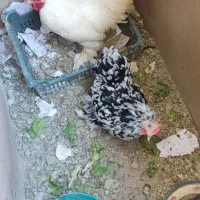 مرغ و خروس تزینی