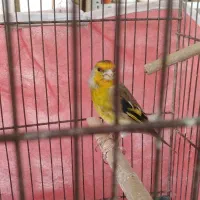 سهره قناری بخون
