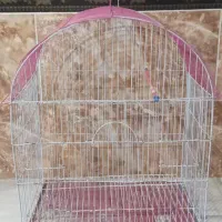 قفس عروس هلندی مرغ عشق