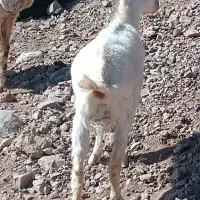 بزغاله سانن