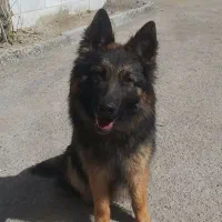 ژرمن بلک‌فیس ۹ماهه ماده