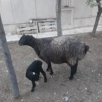 گوسفند میش دوقلو زا