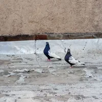 سینه سیاه