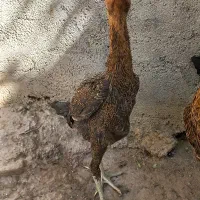 جوجه نیمچه لاری  مرغ  خروس وتاج مهر قد بالا