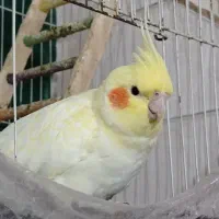 پرنده