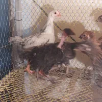 جوجه محلی یک ماهه نژاد دار