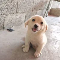 توله پاکوتاه پامر