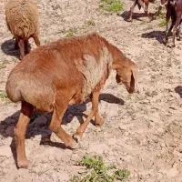 میش قربانی