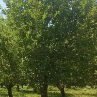 فروش سیب