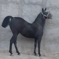 اسب|اسب و تجهیزات اسب‌سواری|فشاپویه, |دیوار