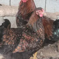 فروش تخم ویاندوت اصل بلک رد واورنج