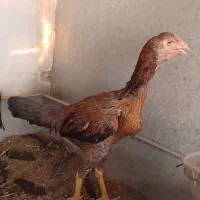 جوجه لاری نسل دار