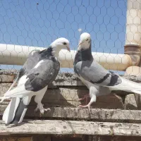 کبوتر شازده سبز