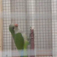 طوطی راهب