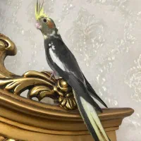 جوجه عروس هلندی