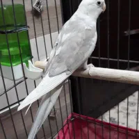 جفت عروس هلندی کشیده و بلند