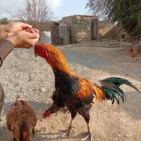 خروس