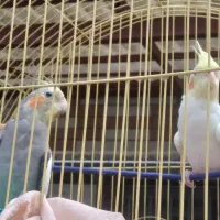 عروس هلندی نروماده