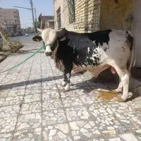 کشتار گوساله چلبک همه روزه