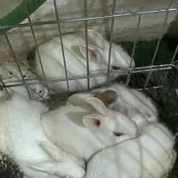 خرگوش مینیاتوری