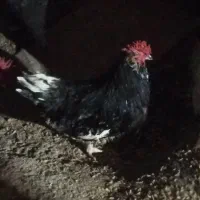خروس