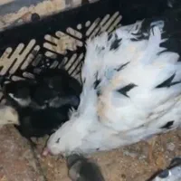 مرغ گلین کوپ با 12 عدد جوجه گلین 7 روزه