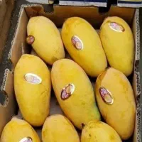 انبه با قیمت پایین