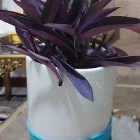 گل طبیعی