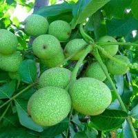 انواع نهال گردو بادام هلو شلیل سیب گلابی