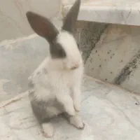 خرگوش بازیگوش