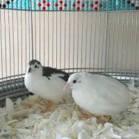 بلدرچین مینیاتوری جوجه و بالغ