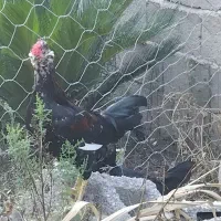 سلام دو عددخروس معاوضه با دان یا جوجه