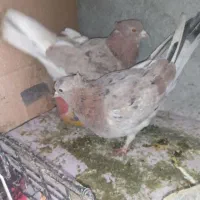 کفتر سرور آتیشی همدانی درجه یک