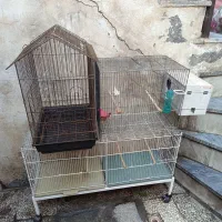 قفس