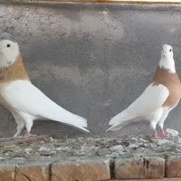 طوقی|پرنده|شیراز, وحدت|دیوار