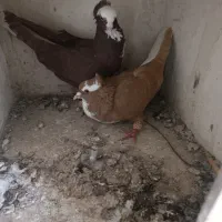 یک جفت ساری قرمزی
