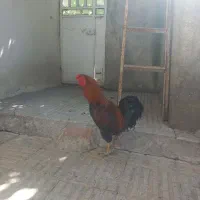 فروش خروس زیبا و سرحال