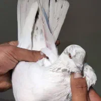 کفتر