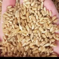کنسانتره کرج طالقان گتدم دامی جو